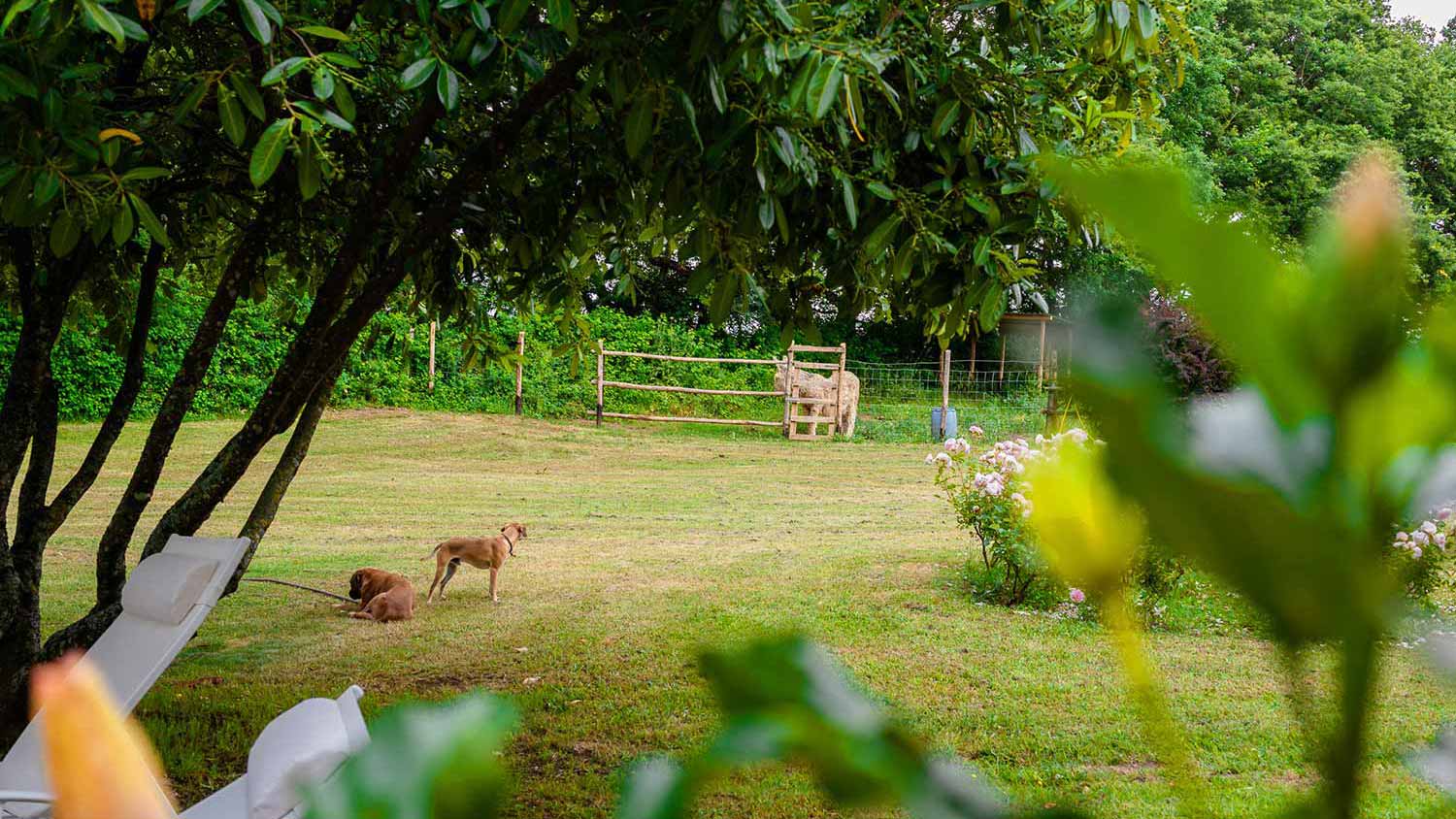 animali del casale