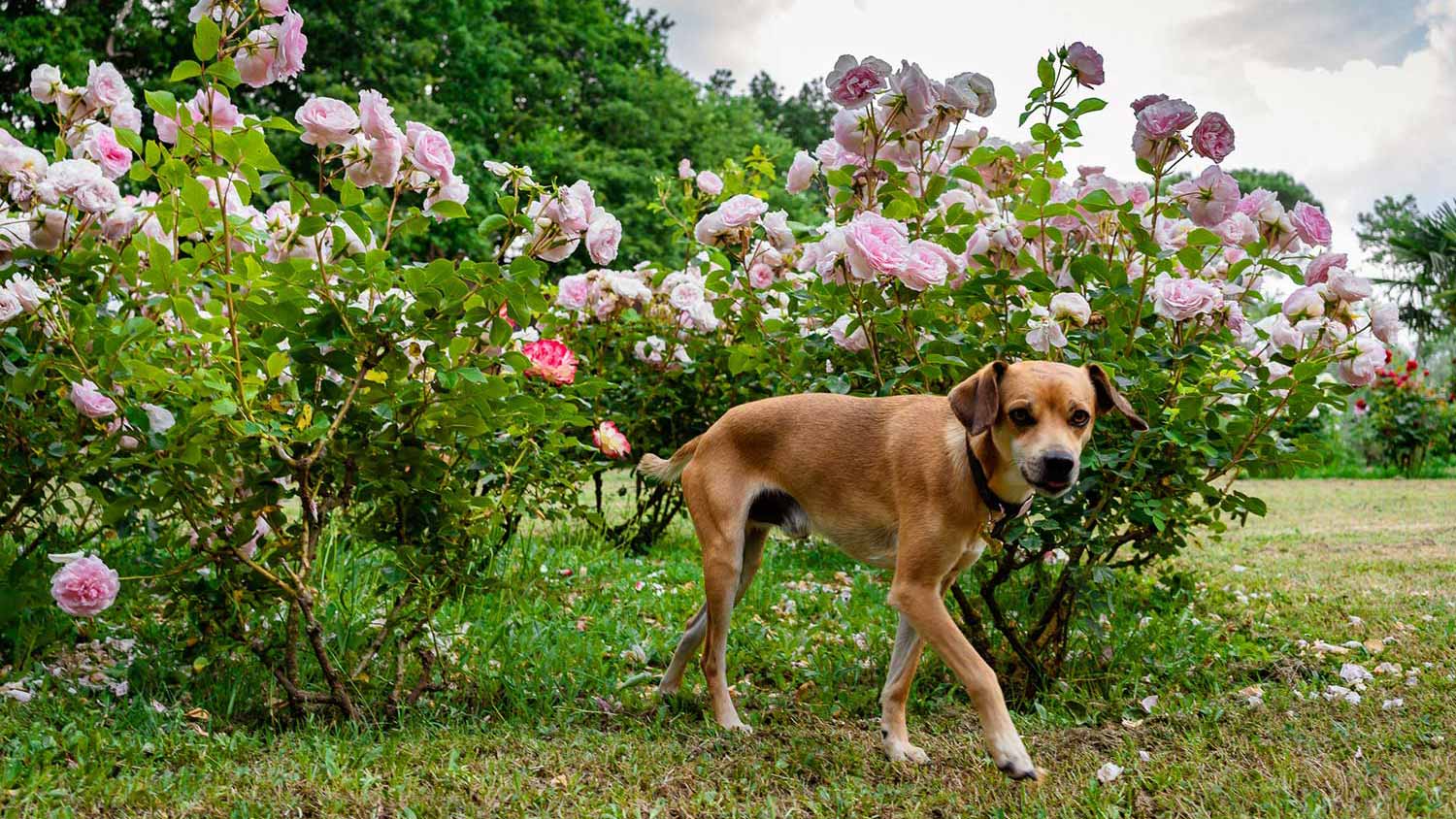 animali del casale